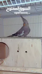  3 Cockatiels pairs