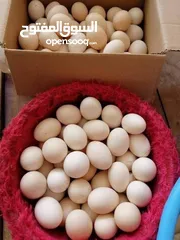  2 بيض بلدي طازة