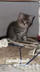  7 قطط سكوتس مكس هملايا