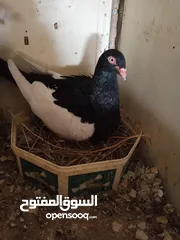  5 جواز حمام زق للبيع تحتهم بيض وفراخ .شغالات ومكفولات .وسعر خاص للكوم