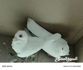  7 جوز بولندي