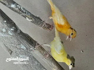  2 حبتين كنار أحمر واصفر مقرفل العمر شهرين