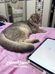  3 قطه ذكر سكوتش فولد لعوب ومرح وغير مؤذي