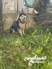  2 كلب هاسكي للبدل على طيور حب