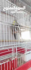  10 غرفة عصافير