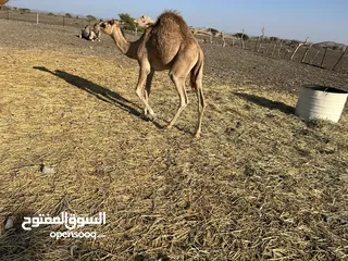  1 قعود حوار للبيع