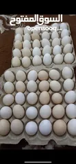  1 بيض مخصب الشيت ريالين