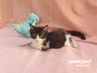  7 small Kittens