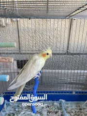  2 عصافير كوكتيل للبيع ممتازين