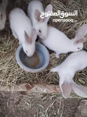  2 أرانب صغار للبيع