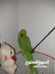  15 ببغاء درارة هندي ذكر اسمو كوكو عمر سنتين مطوق اليف جدا ما بعض نهائي لعوب بحب الاطفال