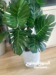  1 اشجار زيينه