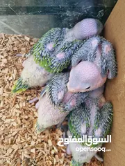  3 Small Green parrot