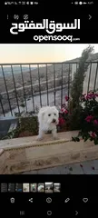  2 ذكر كلب تيرير فرنسي Terrier male dog