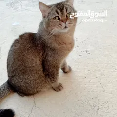  5 قطاوه للبيع