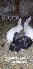  1 ارانب بلدي للبيع