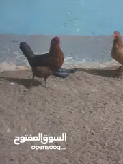  2 دجاجات بياضات