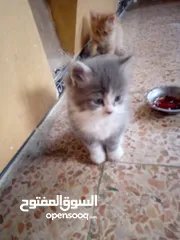  6 قطط للبيع  سكوتش فولد