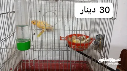  2 3 جواز عصافير كنار تحتهم بيض + فراخ عمر شهرين ونصف واكثر للبيع موجود في مادبا