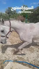  2 مهر سنتين ونص