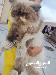  1 قطه شانشيلا الصحه فول