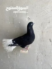  2 طبشيري اصفر