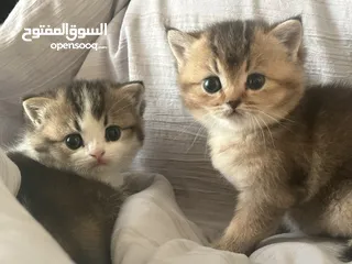  5 British chinchilla kittens for adoption