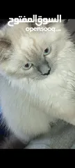  1 هملايا للبيع