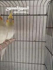  4 جوز كوكتيل لاتينو للبيع