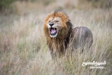  6 TAMRON SP 150-600mm F/5-6.3 Di  عدسة تامرون لكاميرات النيكونG2 for NIKON
