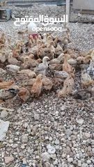  1 خم حمام بلدي ومعو انواع +صيصان بلدي عمر 33 يوم  للبيع بسعر الحرق الله يبارك لصاحب النصيب