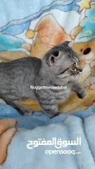  3 Premium munchkin kitten by German breeder in Dubai