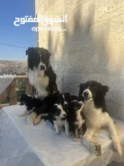  7 Border collie لاول مرة في الاردن