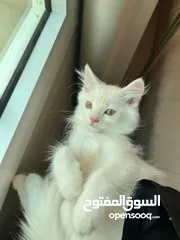  7 قطط شيراز وانجورا  لون ابيض و وبرتقالي فارسي للبيع