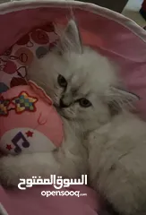  1 كيتن هيمالايا شهرين كيوت كثير