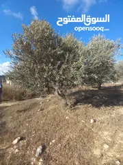  5 أرض للبيع للبناء مساحة 670 متر مربع مرتفعة ومطلة وقريبة من جامعة بير زيت