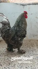  6 ديوك براهما بيور