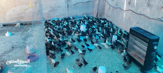  4 موجود صيصان بلدي بكميات