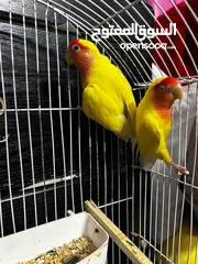  3 جوز روز لاتينو عين حمرة تحتهم اربع بيضات مع قفص ثلث معالف جديد وكوخ كبير جديد