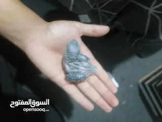  8 فراخ روز لزق اليدوي