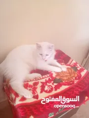  2 قط شيرازي للبيع