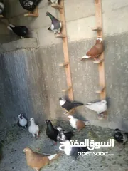  5 طيورحمام صواريخ حلوه ومراجل تقريبا100حبه