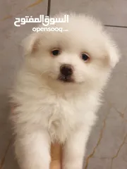  6 جراء بوميريان اصغر حجم تيكب