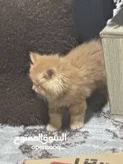  1 قطط للبيع العمر تقريبا 40 يوم