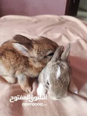  8 متاح ارانب كيوت وجميلين صحه ممتازه جدا تربيه منزل بياكلوا وبيشربوا  توصيل للمناطق المجاوره فقط