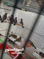  7 طيور جنه عباره عن مزرعة انتاج طفرات وبلدي ومقنبر