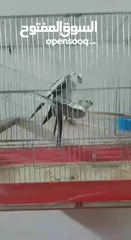  3 جوز كوكتيل شغال