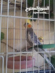  2 جوز عصافير كوكتيل مع القفص