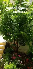  1 شقه فارغه للإيجار