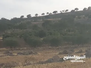  7 سبع دونمات في صروت مزروعة زيتون اطلالة مرتفعة منطقة شاليهات الدونم عشرين قابل